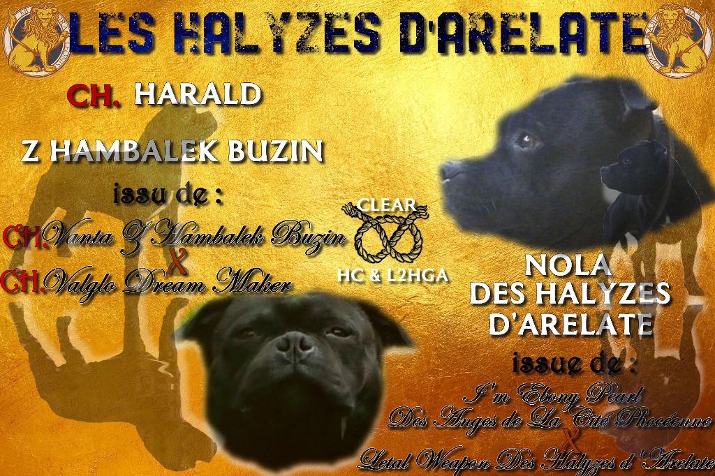 Des Ha-lyzés D'Arelate - Mariage Nola / Harald